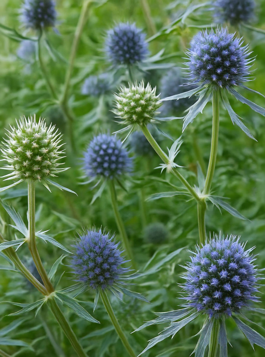Eryngium planum / Kleine GartenEdeldistel günstig kaufen