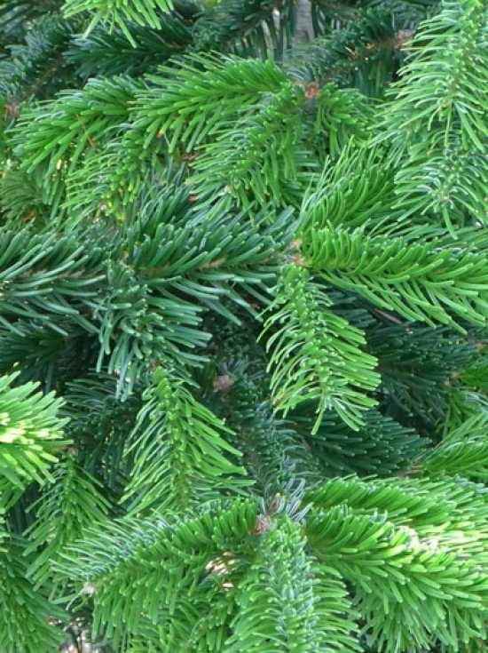 Abies nordmanniana 'Robusta' / Robuste Nordmanntanne günstig kaufen