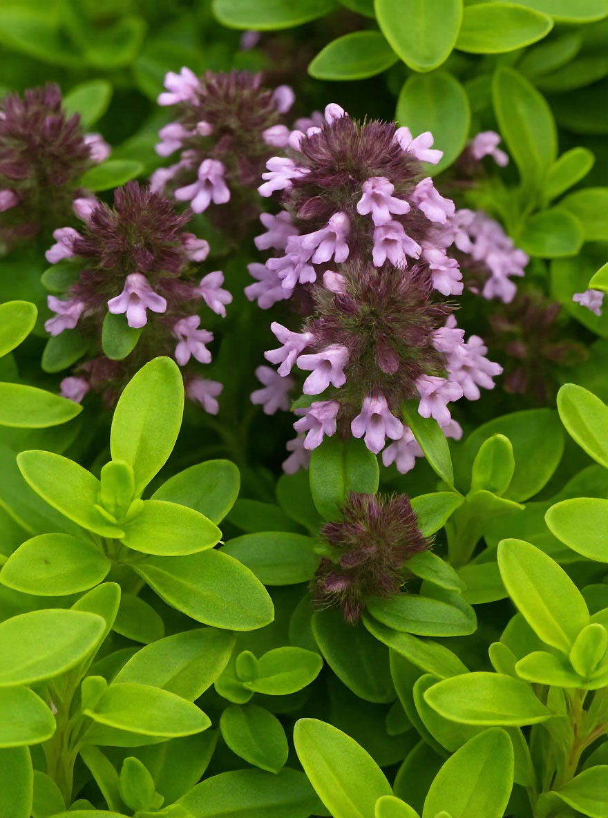 GartenZitronenThymian 'Golden Dwarf' / Thymus citriodorus 'Golden Dwarf'