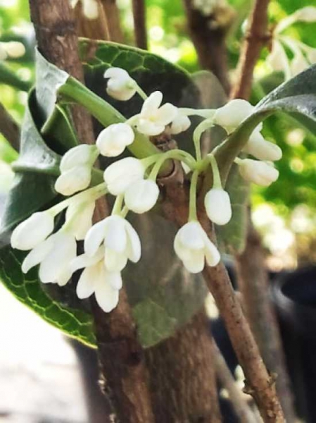 Osmanthus fragrans (weiße Blüte) / Süße Duftblüte