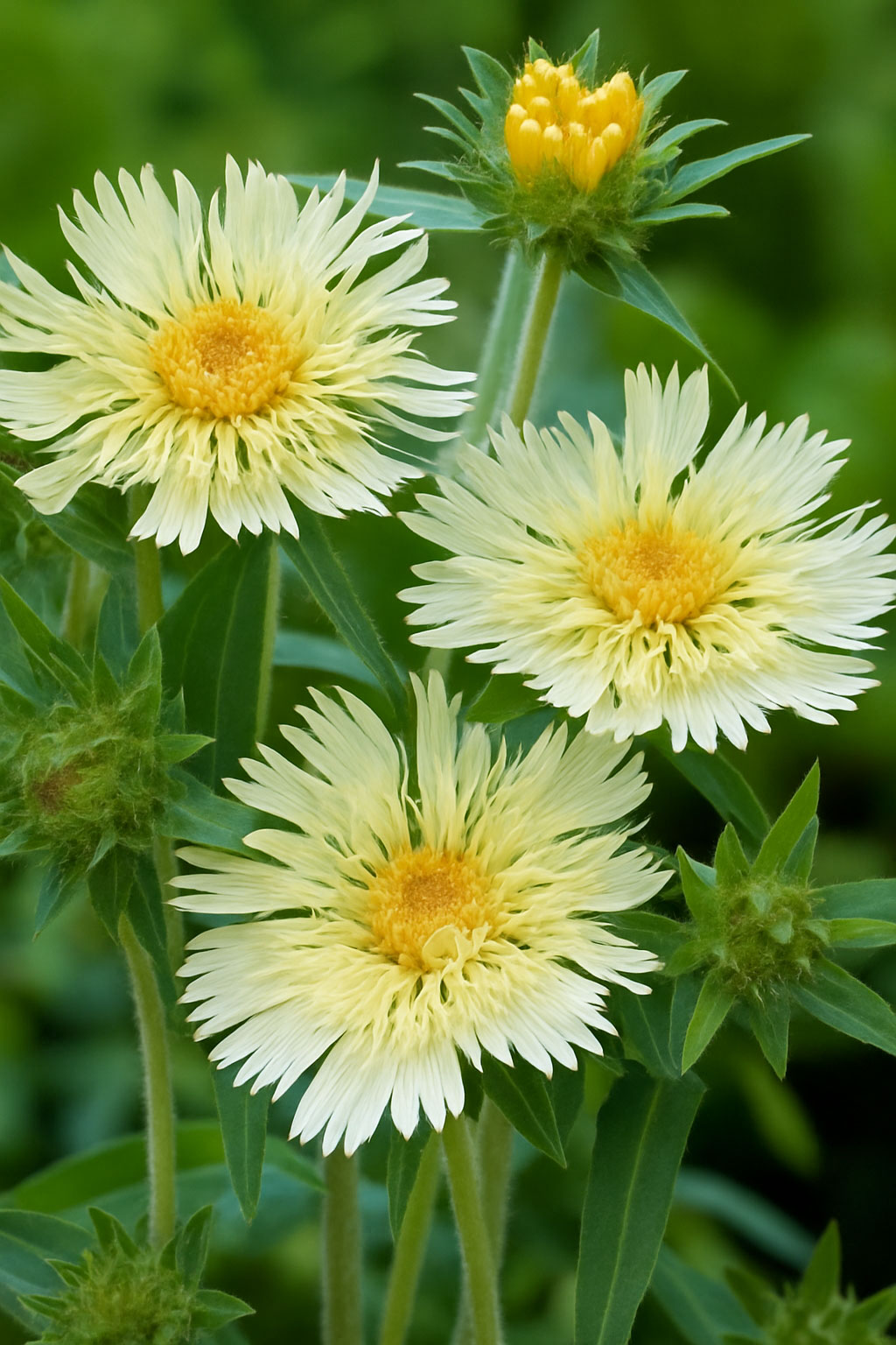 Stokesia laevis ‘Mary Gregory’ / Kornblumen-Aster günstig kaufen