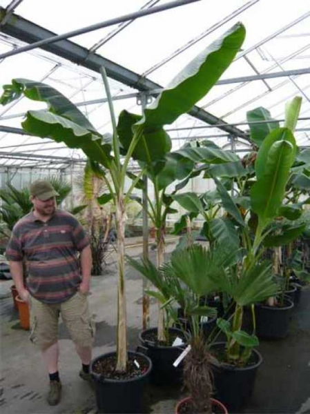 Musa basjoo / Winterharte Banane / Japanische Faserbanane günstig kaufen