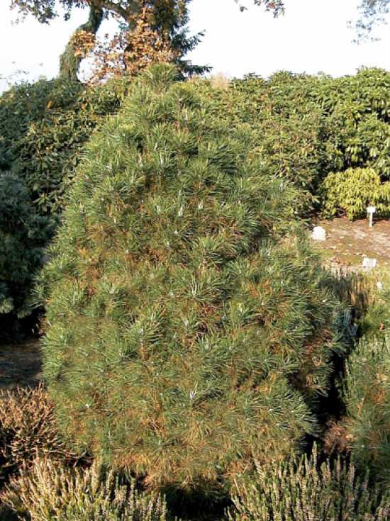 1m b. Pinus sylvestris Globosa Viridis 25-30 Kugel-Zwergkiefer max 1,5m hoch 