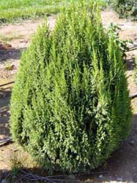 Juniperus pingii 'Loderi' / Juniperus squamata 'Loderi' / Pyramiden-Wacholder