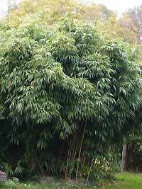 Pseudosasa japonica
