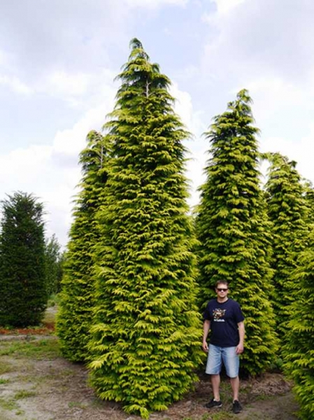 Chamaecyparis Lawsoniana 'Ivonne' – Gelbe Scheinzypresse | Winterharte Heckenpflanze, 15–20 Cm | Immergrün & Pflegeleicht