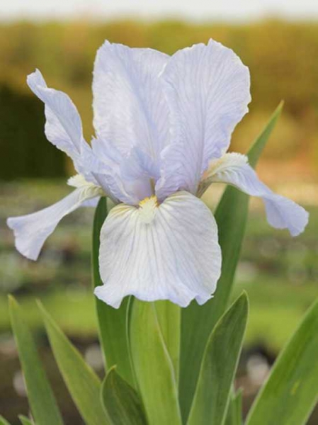 Iris barbata-nana 'Oberschwaben' / Zwerg-Bart-Iris 'Oberschwaben'