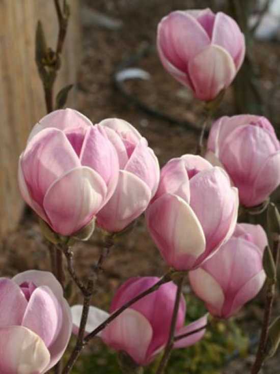 duftend Magnolia soulangeana Sundew Tulpenmagnolie Sundew Heilpflanze Pa 