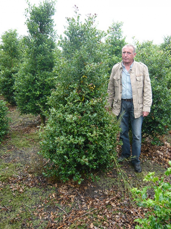 Ilex aquifolium / Stechpalme 200-250 cm Solitär mit Drahtballierung
