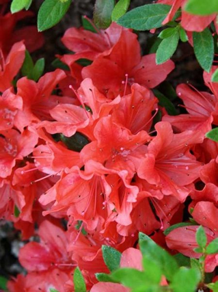 Rhododendron nakaharai 'Juliette' / Japanische Azalee 'Juliette'