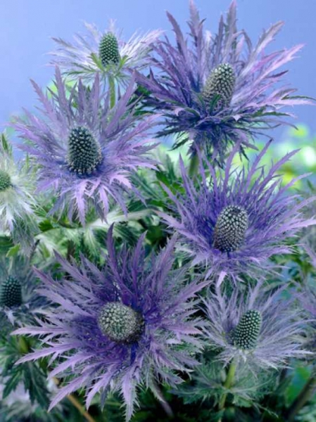Eryngium alpinum 'Blue Star' / Garten-Edeldistel
