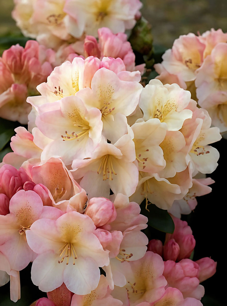 Rhododendron Percy Wiseman groenblijvende heester rododendron met roze bloemen 120 cm Natuurlijk