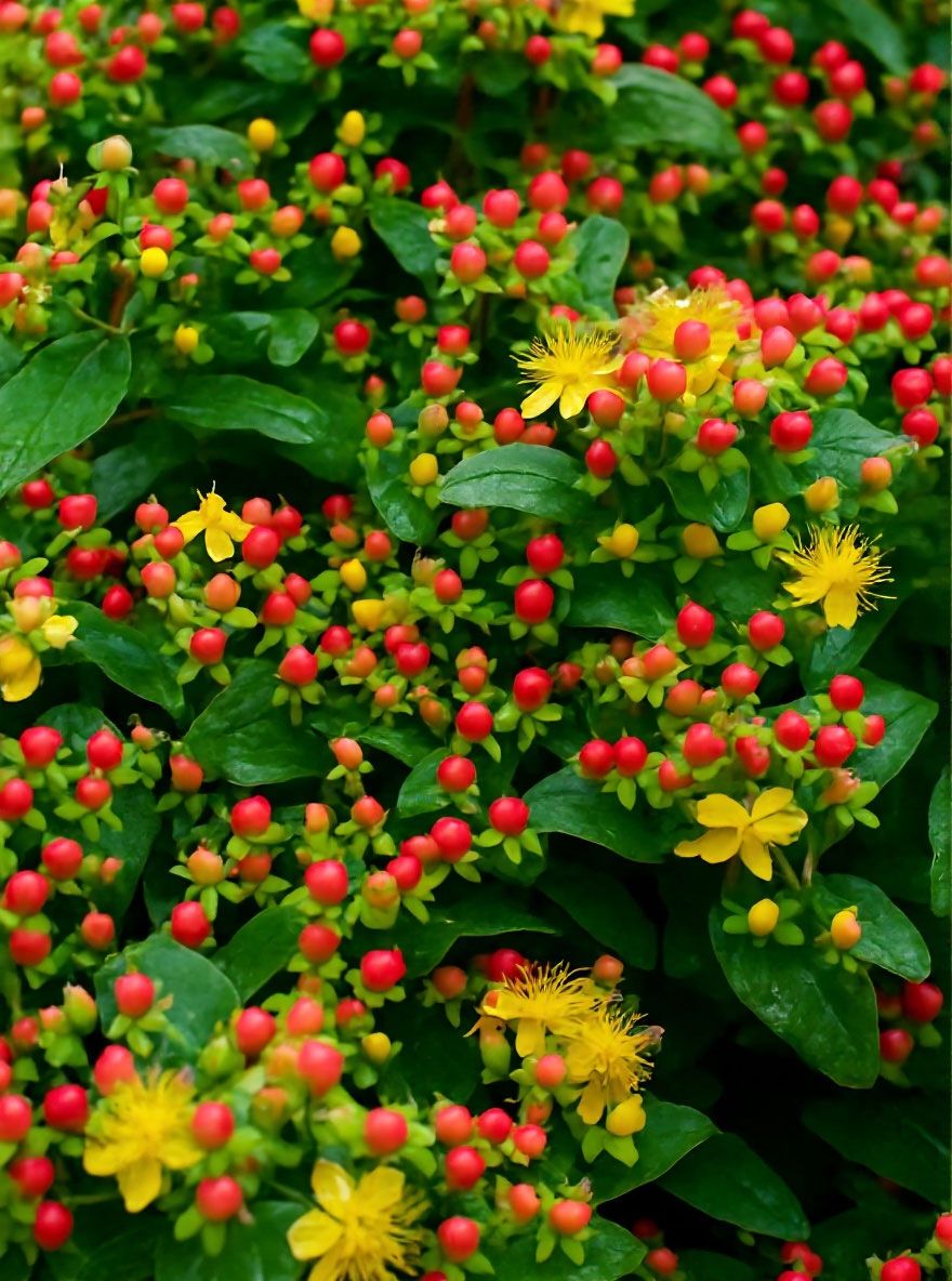 Hypericum inodorum 'Magical Red' / Johanniskraut 'Magical Red'