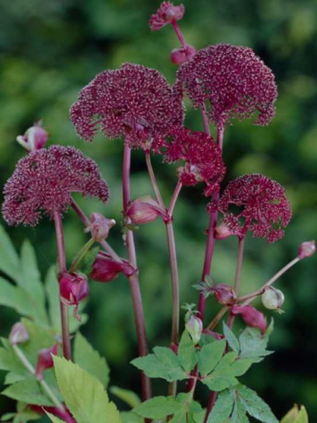 Angelica gigas / Rote Engelwurz