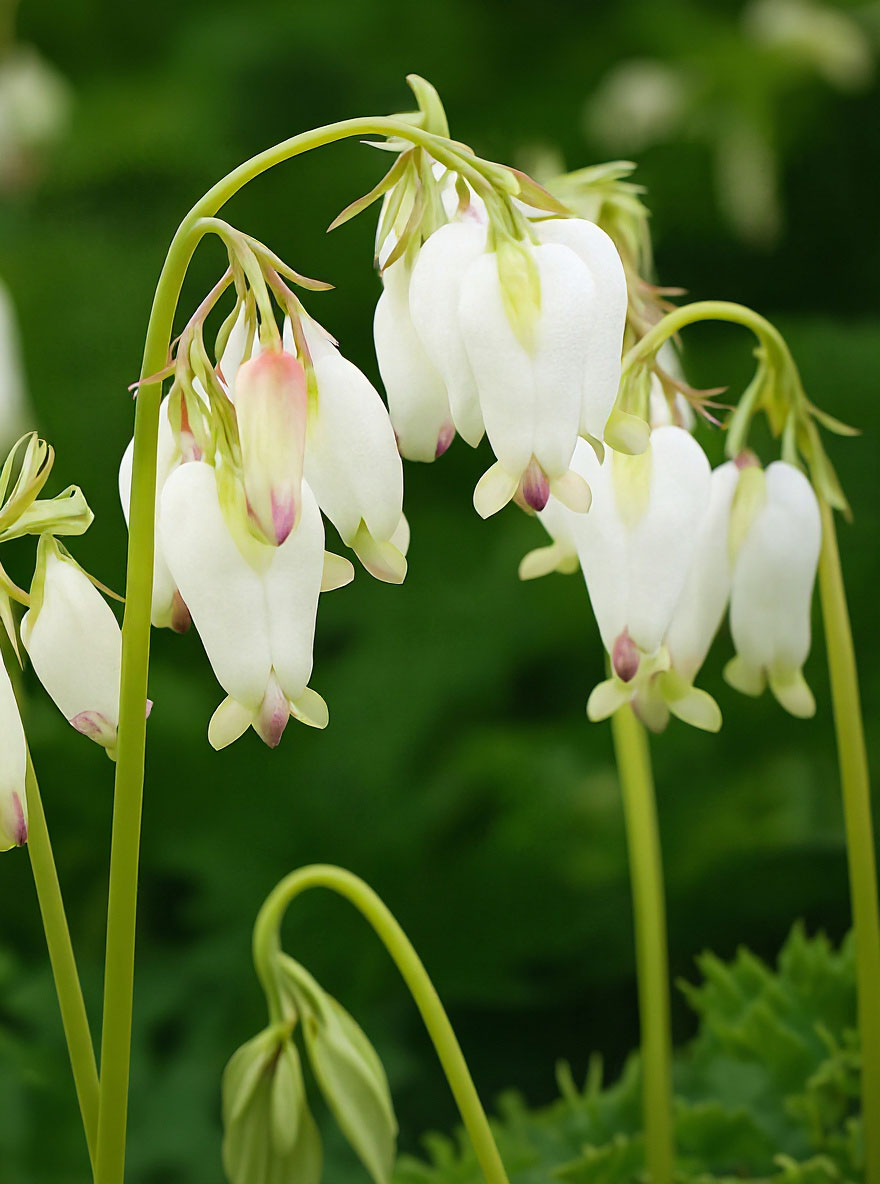 Dicentra formosa 'Aurora' / ZwergHerzblume günstig kaufen