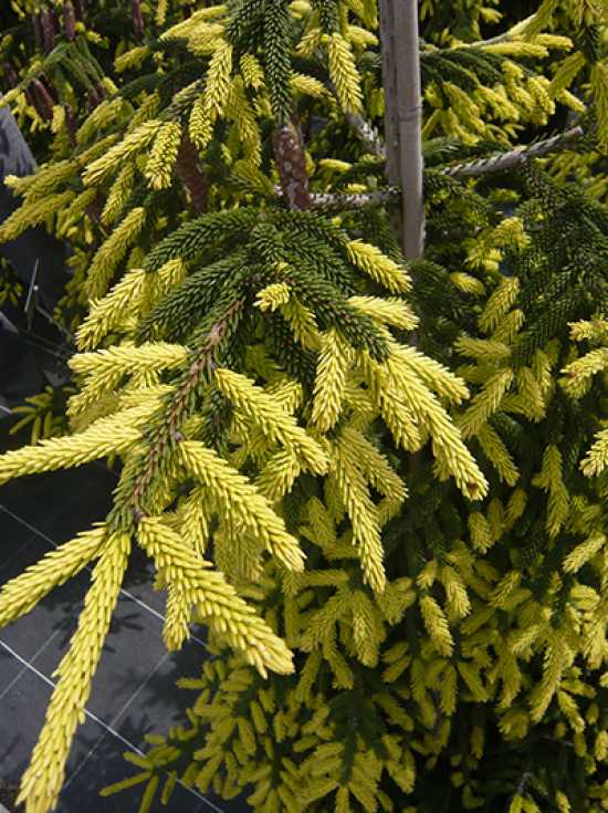 Picea orientalis 'Aureospicata' / Goldspitzenfichte günstig kaufen
