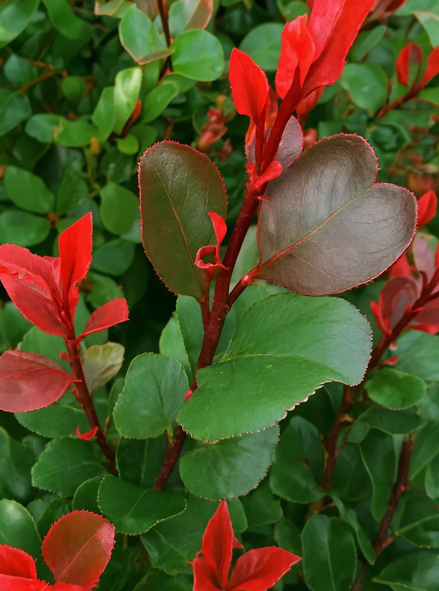 Zwerg Glanzmispel Little Red Robin Photinia Fraseri Little Red zwerg-glanzmispel-little-red-robin-photinia-fraseri-little-red