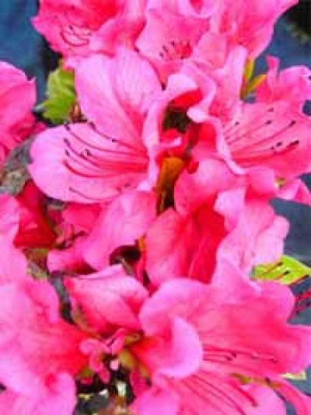 Rhododendron obtusum 'Brilliant Crimson' / Japanische Azalee 'Brilliant Crimson'