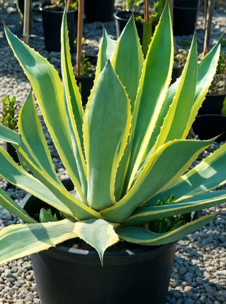 Agave americana 'Variegata'
