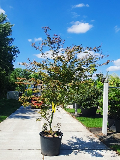 Acer palmatum 'Beni-tsukasa' (717212) / Japanischer Ahorn 'Beni-tsukasa' 150-175 cm