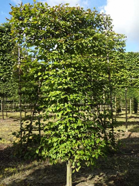 Carpinus betulus / Hainbuche / Weißbuche 'Boden-Spalier' H:250 B:160 T:20 (Stamm 50 cm)