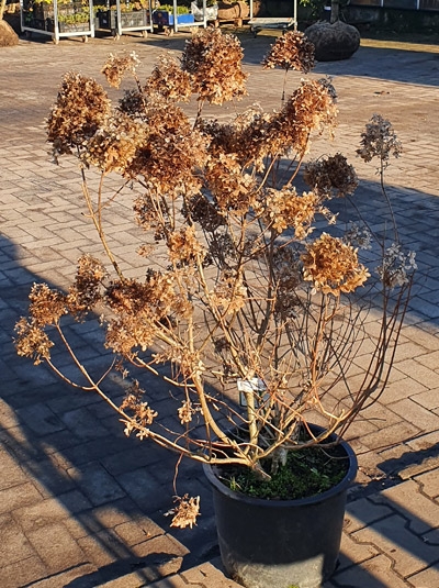 Hydrangea paniculata &#039;Limelight ®&#039; / Limonenfarbene Rispen-Hortensie &#039;Limelight ®&#039;