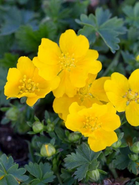 Potentilla crantzii 'Goldrausch' / CrantzGartenFingerkraut