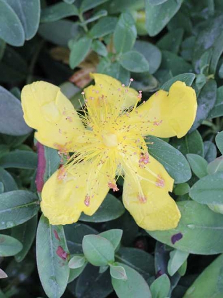 Hypericum calycinum 'Rose von Sharon' / Teppich-Johanniskraut 'Rose von Sharon'