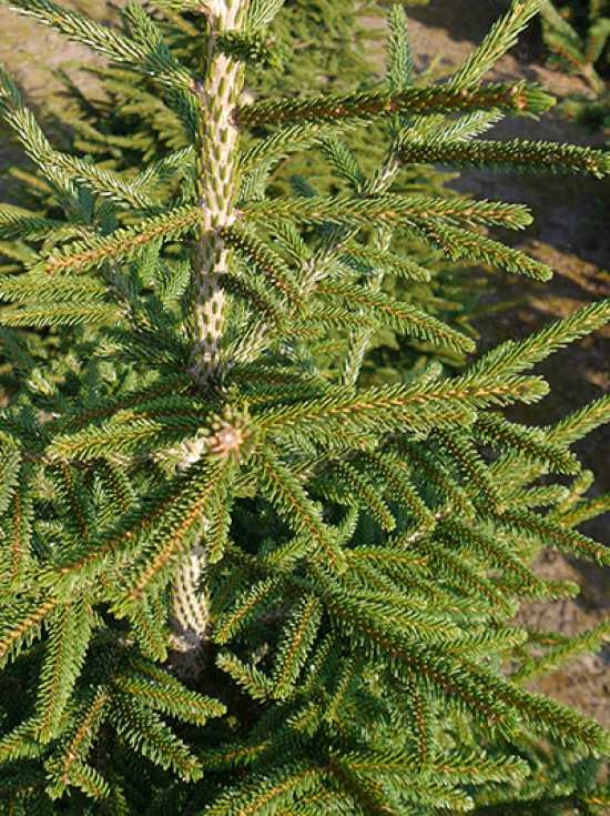 Picea orientalis 'Aurea' / Orientalische GoldFichte günstig kaufen