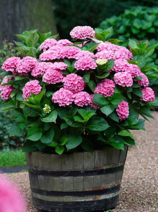Hydrangea macrophylla 'Early Sensation ®' / Bauern-Hortensie 'Early