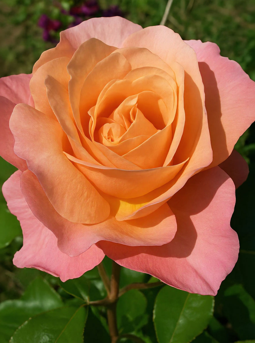 Stammrose Marie Curie Rosa Marie Curie G nstig Kaufen stammrose-marie-curie-rosa-marie-curie-g-nstig-kaufen