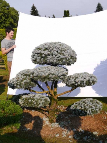 Picea pungens 'Glauca' H: 150 B: 170 cm / Garten-Bonsai (0058)