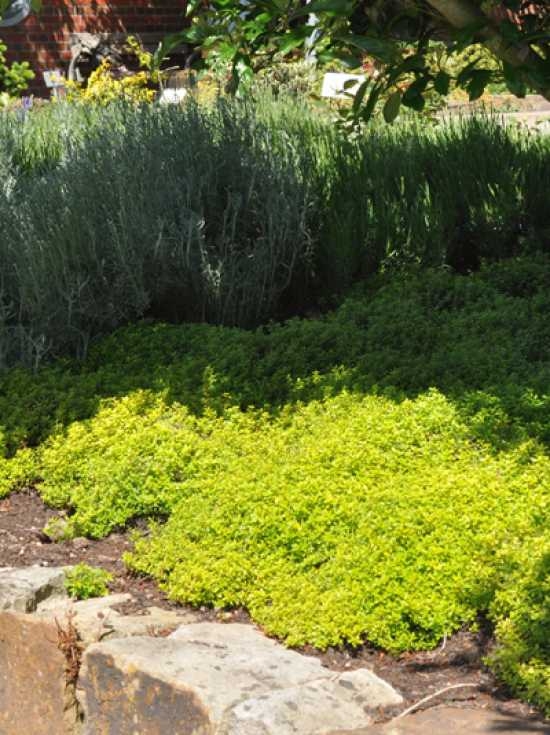 GartenZitronenThymian 'Golden Dwarf' / Thymus citriodorus 'Golden Dwarf'