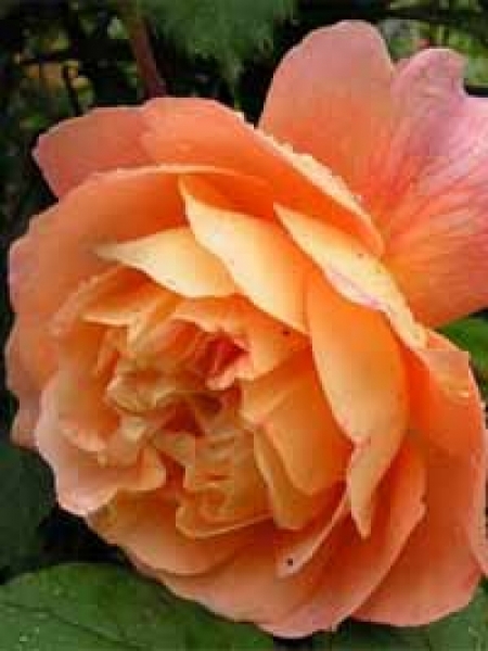 Rosa 'Lady Emma Hamilton ®' / Englische Rose 'Lady Emma Hamiltion'