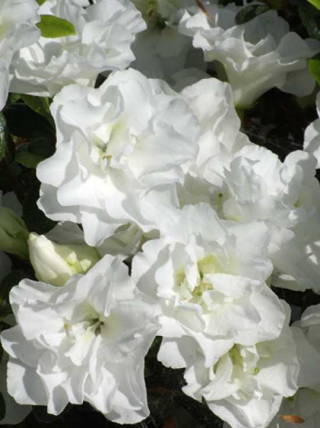 Rhododendron obtusum 'Eisprinzessin' -R- / Japanische Azalee 'Eisprinzessin'