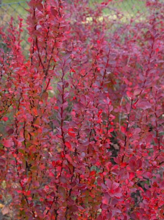 Berberis thunbergii 'Red Pillar' / Berberitze 'Red Pillar' günstig kaufen