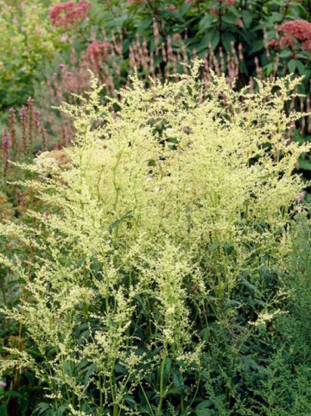 Artemisia lactiflora / Elfenraute