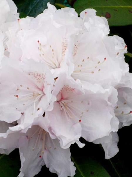 Rhododendron yakushimanum 'Schneekrone' auf Stamm / Rhododendron 'Schneekrone' auf Stamm