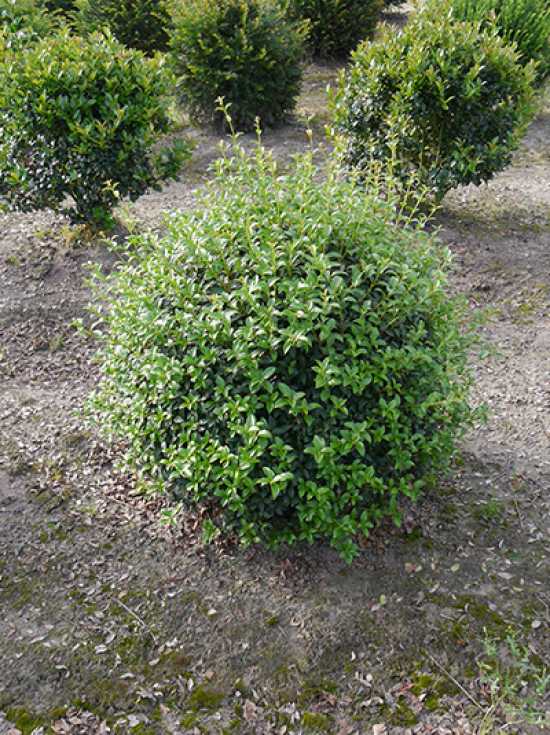 Osmanthus Burkwoodii Kugel Fruhlings Duftblute Kugel 60 70 Cm Mit Ballierung Gunstig Kaufen osmanthus burkwoodii kugel fruhlings duftblute kugel 60 70 cm mit ballierung