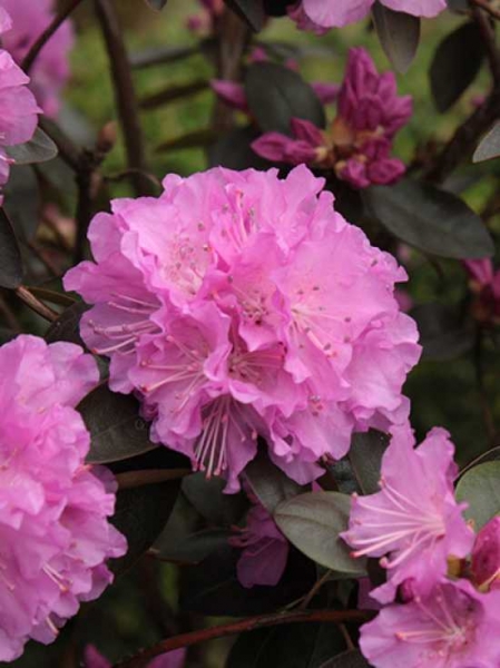 Rhododendron carolinianum 'Checkmate' / Rhododendron 'Checkmate'