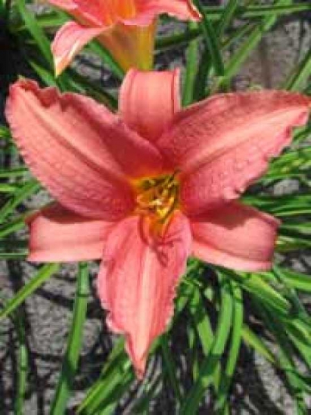 Hemerocallis 'Pink Damask' / Taglilie / Beet-Taglilie / Garten-Taglilie