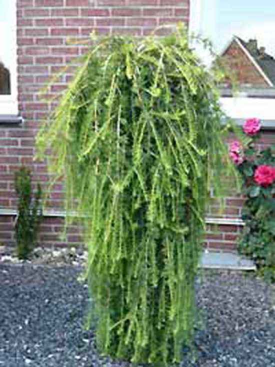 Larix decidua 'Puli' / Hänge-Lärche günstig kaufen