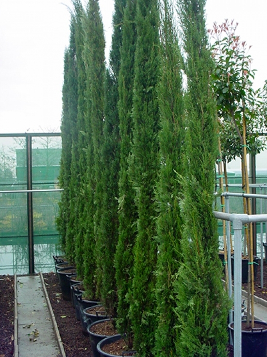 Cupressus sempervirens / SäulenZypresse 400450 cm im 90Liter Container