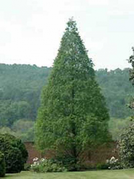 Urweltmammutbaum Metasequoia glyptostroboides Pflanze 25-30cm Mammutbaum Rarität