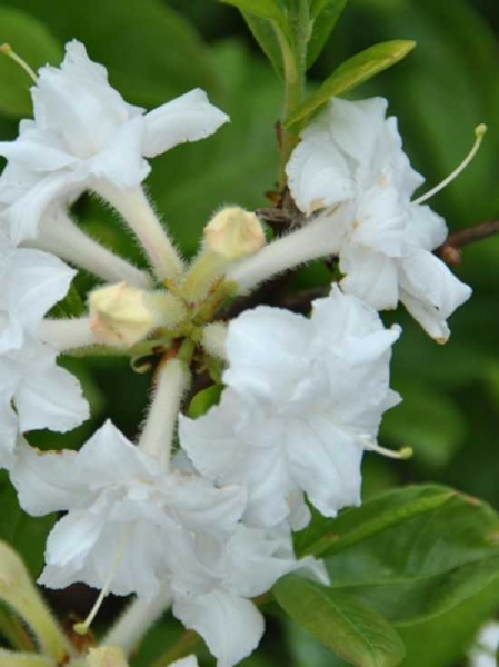 Azalea luteum 'Whitethroat' (Knap-Hill) / Laubabwerfende Azalee 'Whitethroat'