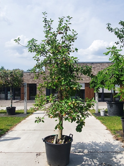 Apfelbaum Obstbaum Malus domestica 'Roter Boskoop' 150-200cm im Topf gewachsen 
