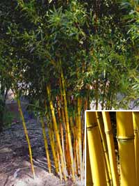 Auf welche Kauffaktoren Sie beim Kauf der Grüner bambus achten sollten!