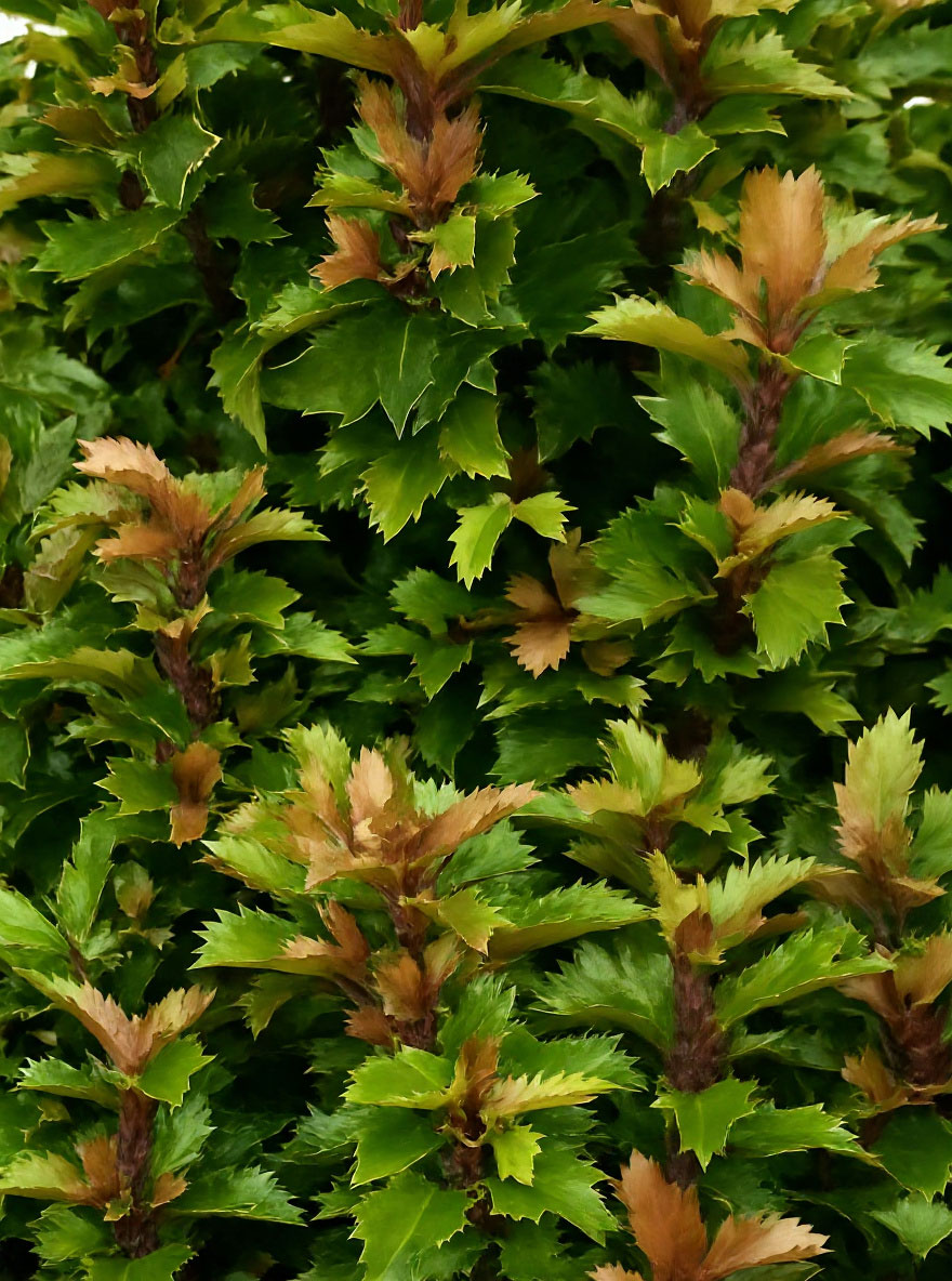 Ilex Meserveae Little Rascal Stechpalme Little Rascal G nstig Kaufen