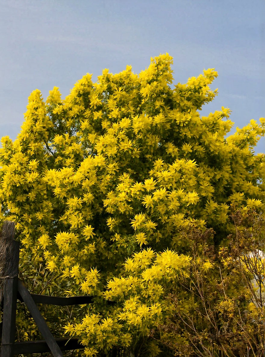 Silber Akazie Acacia Dealbata 50 Samen - Duftende Gelbe Blten Zimmerpflanze