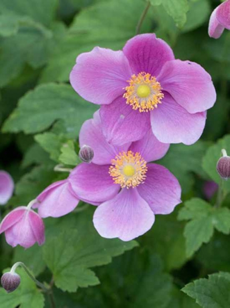 Anemone japonica 'Bowles Pink' / Herbst-Anemone